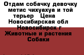 Отдам собачку девочку метис чихуахуа и той-терьер › Цена ­ 1 - Новосибирская обл., Новосибирск г. Животные и растения » Собаки   